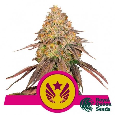 Comprar Legendary OG Punch da RQS - GB The Green Brand