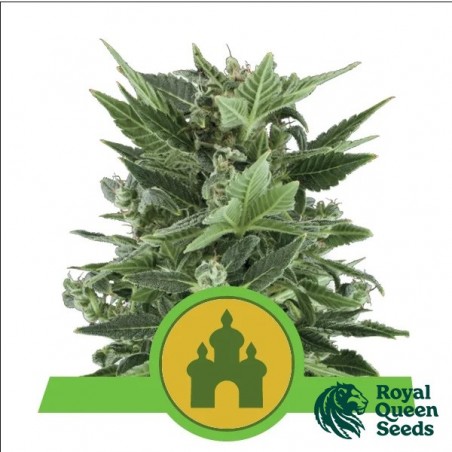 Comprar Royal Kush Automatic Royal Queen Seeds - GB