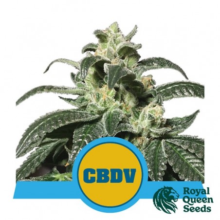 Comprar Royal CBDV Auto Royal Queen Seeds - GB