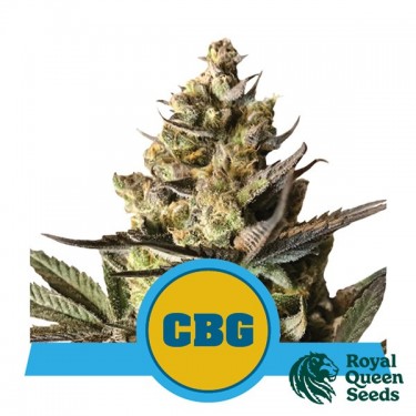 Comprar Royal CBG Auto Royal Queen Seeds - GB