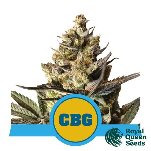 View Comprar Royal CBG Auto Royal Queen Seeds - GB