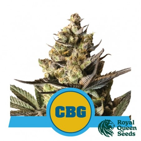 Comprar Royal CBG Auto Royal Queen Seeds - GB