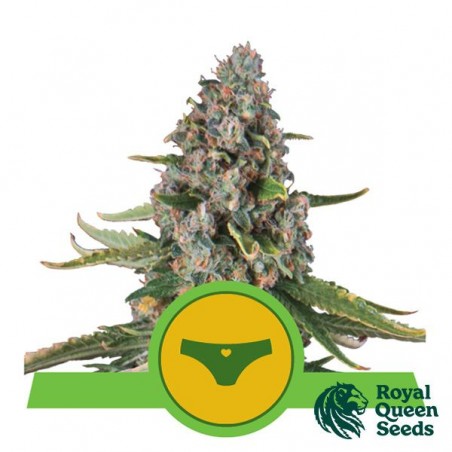 Sherbet Queen Automatic