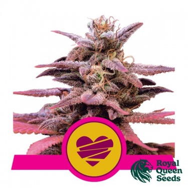 Comprar Casamento Crasher Royal Queen Seeds - GB The Green Brand