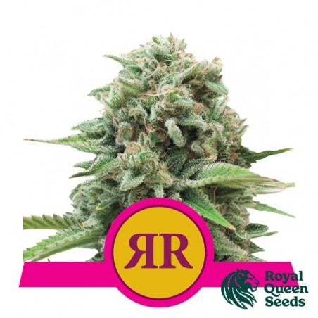 Comprar Royal Runtz de Royal Queen Seeds - GB The Green Brand
