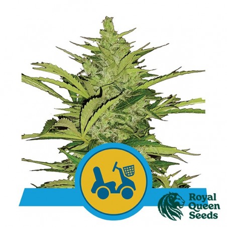Fast Eddy Automatic CBD de Royal Queen Seeds - GB The Green Brand