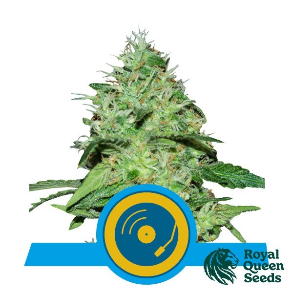 View Joanne’s CBD of Royal Queen Seeds - GB The Green Brand