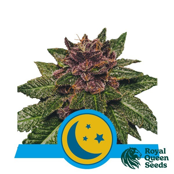 View Comprar Purplematic CBD Royal Queen Seeds - GB