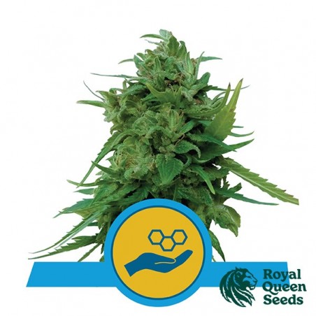 Comprar Royal Queen Seeds CBD Solomatic - GB