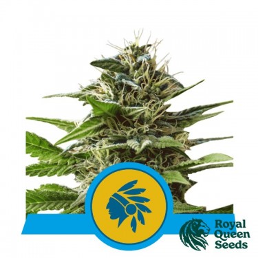 Comprar Tatanka Pure CBD de Royal Queen Seeds - GB