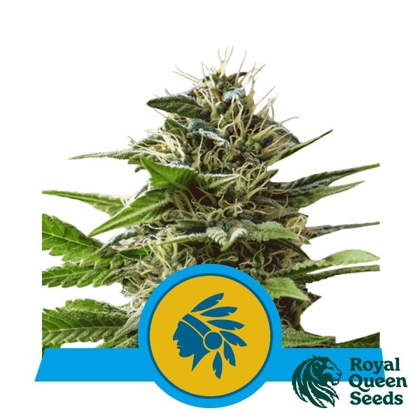 View Comprar Tatanka Pure CBD de Royal Queen Seeds - GB