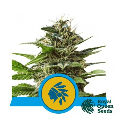 Comprar Tatanka Pure CBD de Royal Queen Seeds - GB