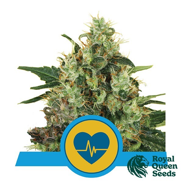 View Missa médica Feminizada Royal Queen Seeds - GB The Green Brand
