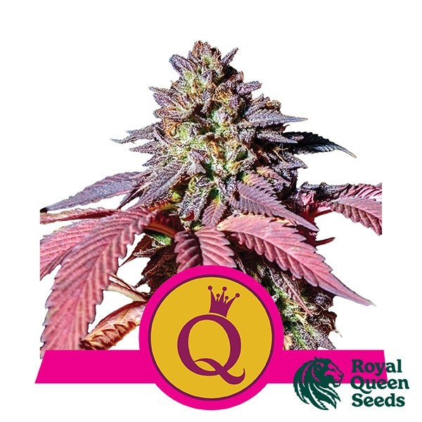View Purple Queen - Royal Queen Seeds - feminizada - GB The Green Brand
