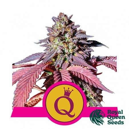Purple Queen - Royal Queen Seeds - feminizada - GB The Green Brand