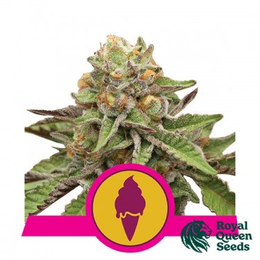 Green Gelato - Royal Queen Seeds - feminizada - GB The Green Brand