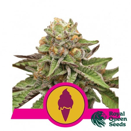Green Gelato - Royal Queen Seeds - feminizada - GB The Green Brand