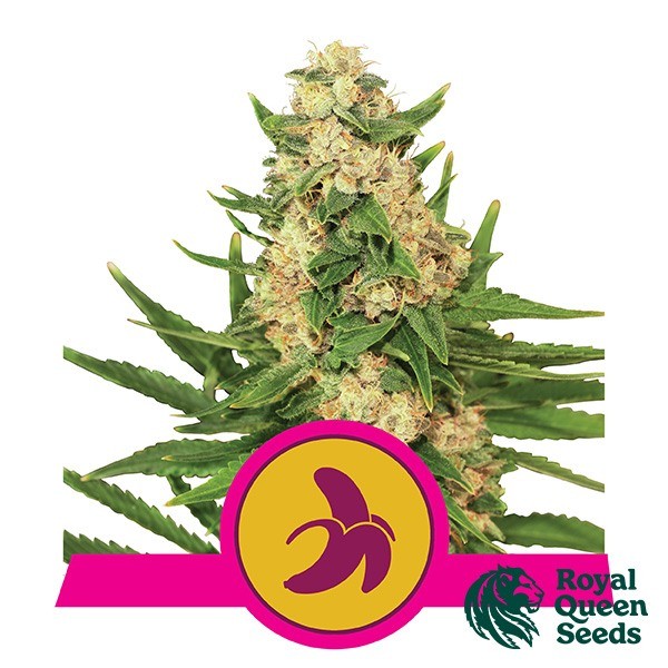 View Fat Banana - Royal Queen Seeds - feminizada - GB The Green Brand
