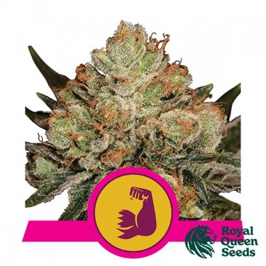 Hulkberry - Royal Queen Seeds - feminizada - GB The Green Brand