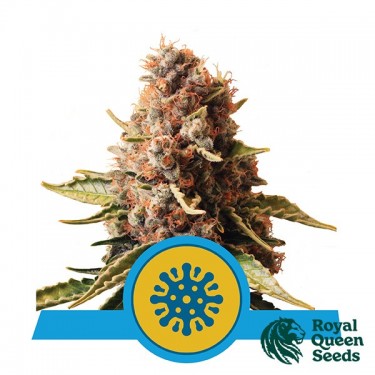 Euphoria CBD of Royal Queen Seeds Feminized - GB The Green Brand