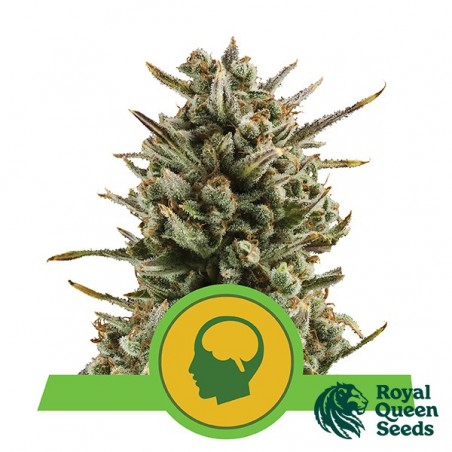 Amnesia Haze Automático por Royal Queen Seeds - GB The Green Brand