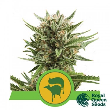 Sweet Skunk Automático de Sementes Royal Queen - GB The Green Brand