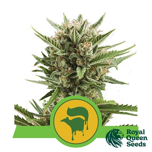 View Sweet Skunk Automático de Sementes Royal Queen - GB The Green Brand