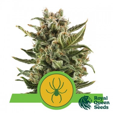 Royal Jack Automático de Sementes Rainha Real - GB The Green Brand