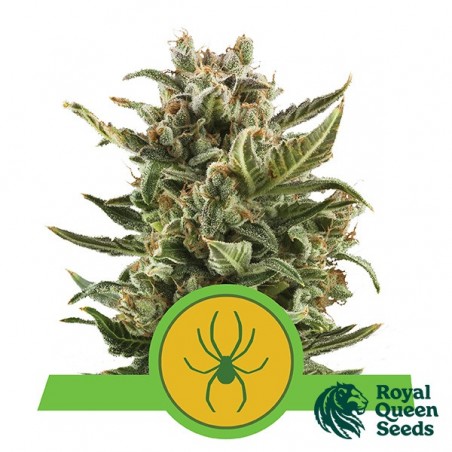 Royal Queen Seeds White Widow Automático - GB The Green Brand