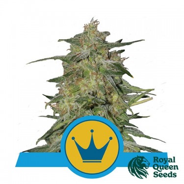 Real Alteza CBD Royal Queen Seeds - GB The Green Brand
