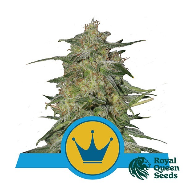 View Real Alteza CBD Royal Queen Seeds - GB The Green Brand