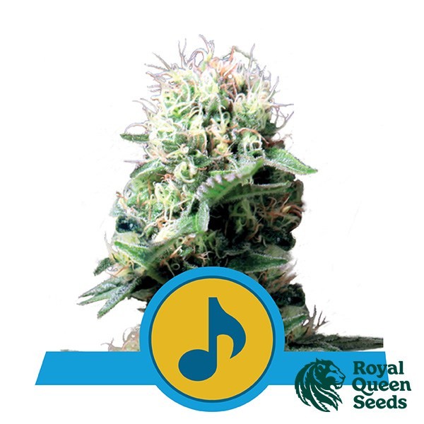 View Dance World CBD of Royal Queen Seeds - GB The Green Brand
