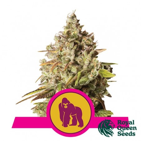 Royal Gorilla Feminizadas de Royal Queen - GB The Green Brand