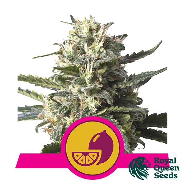 View Lemon Shining Silver Haze Royal Queen Seeds - GB The Green Brand