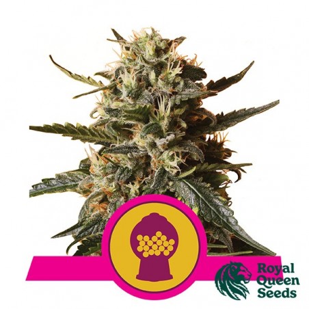 Royal Queen Seeds XL Bubblegum feminizado - GB The Green Brand