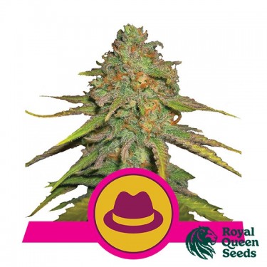 O.G Kush of Royal Queen Seeds feminizada - GB The Green Brand