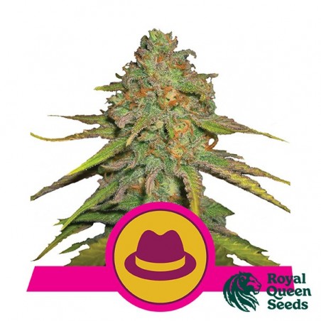 O.G Kush of Royal Queen Seeds feminizada - GB The Green Brand