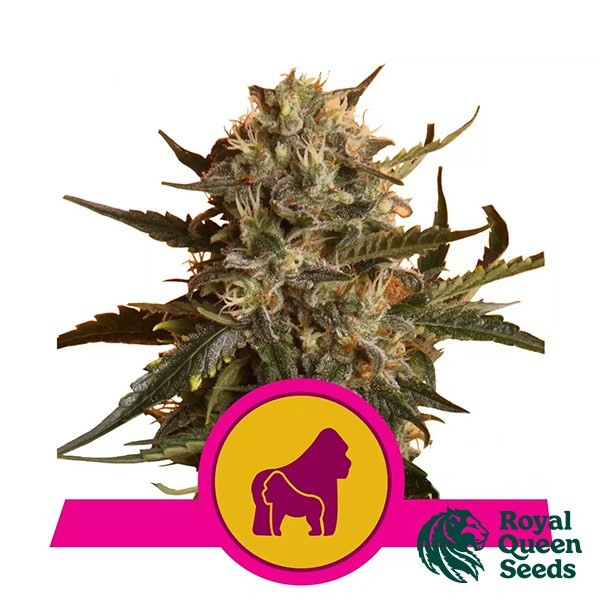 Mãe Gorilla antes Royal Mother Royal Queen - GB The Green Brand