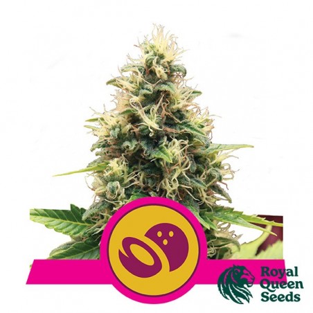 Royal Queen Seeds feminized XL Somango - GB The Green Brand