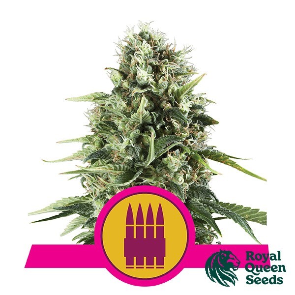 View Royal AK of Royal Queen Seeds feminized - GB The Green Brand