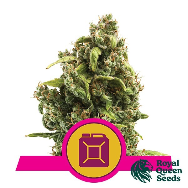 View Sour Diesel feminizada da Royal Queen Seeds | GB