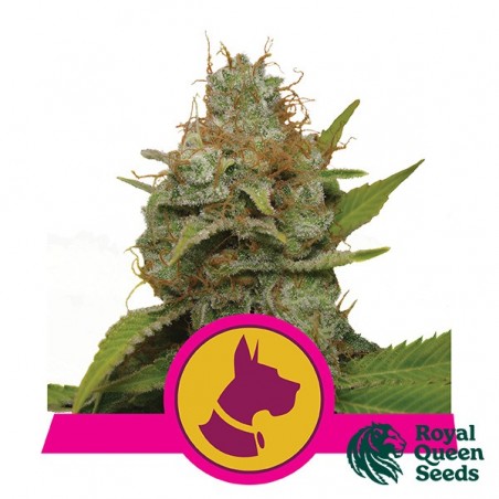 Kali Dog of Royal Queen Seeds feminizado - GB The Green Brand