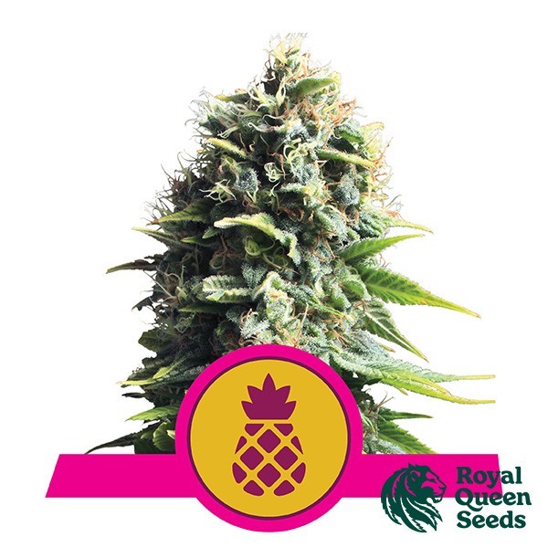 View Ananás Kush da Rainha Real Sementes - GB The Green Brand