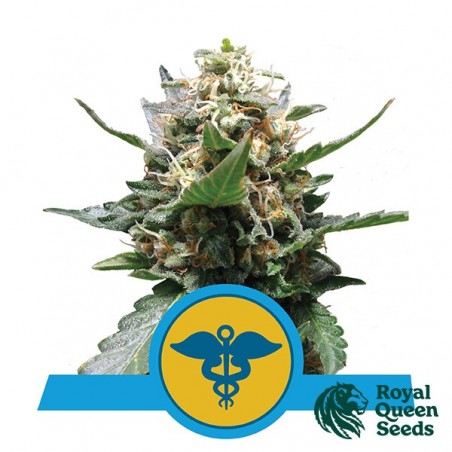 Royal Medic of Royal Queen Seeds feminized - GB The Green Brand