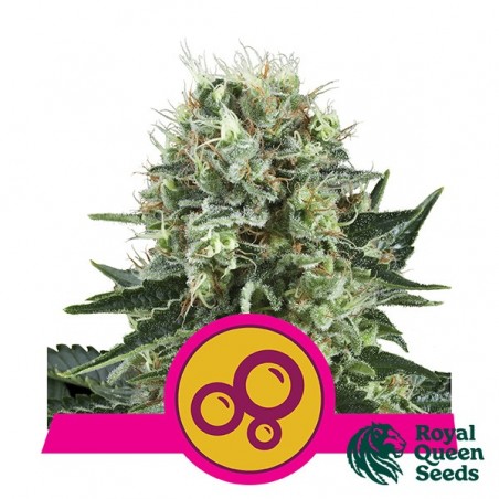 Royal Queen Sementes Bubble Kush feminizado - GB The Green Brand