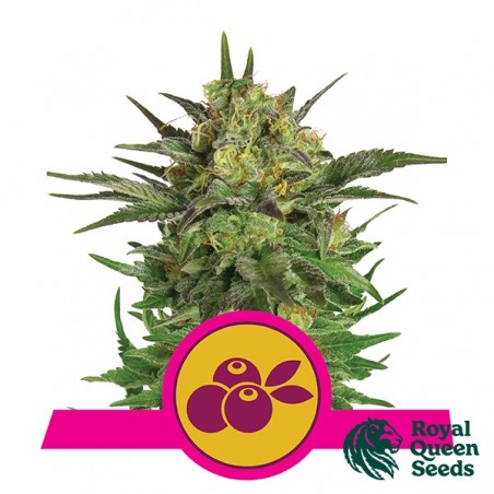 Haze Berry de Royal Queen Seeds feminizado - GB The Green Brand