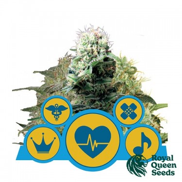 CBD Mistura por Royal Queen Seeds - GB The Green Brand