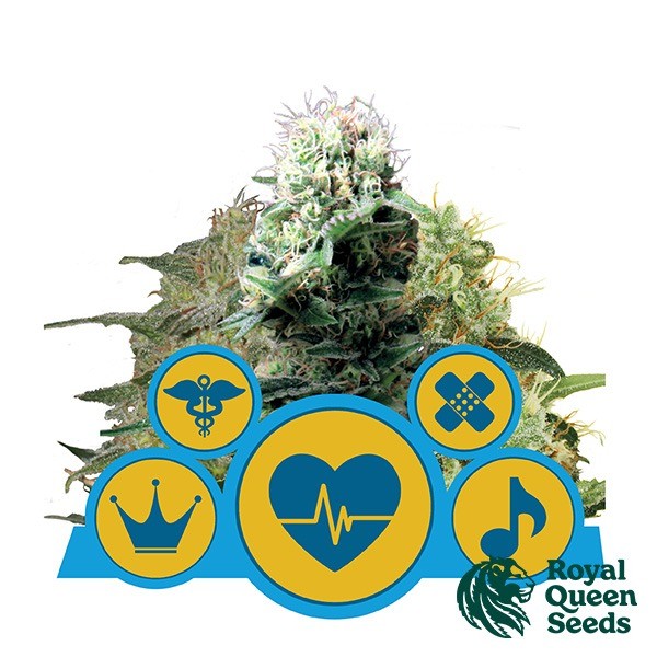 CBD Mistura por Royal Queen Seeds - GB The Green Brand