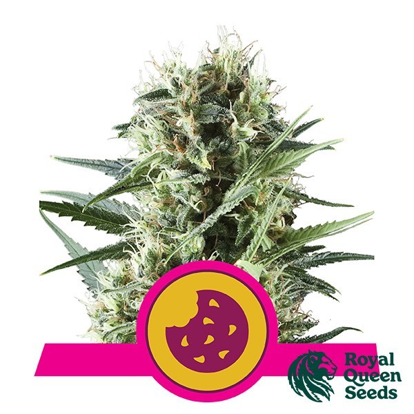 View Royal Feminized Cookies of Royal Queen Seeds - GB The Green Brand