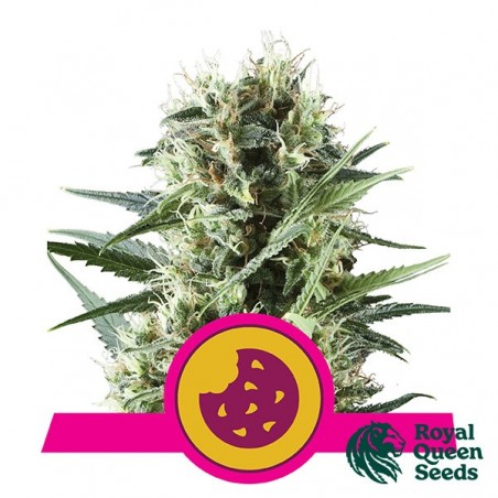 Royal Feminized Cookies of Royal Queen Seeds - GB The Green Brand